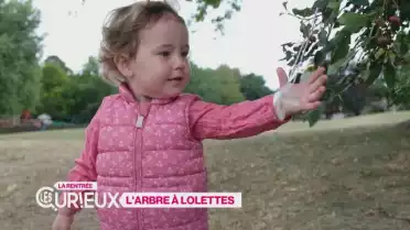 L’arbre à lolettes 