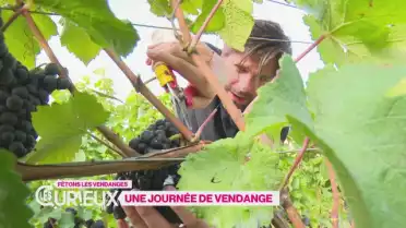 Une journée de vendange