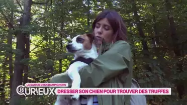 Dresser son chien pour chercher des truffes