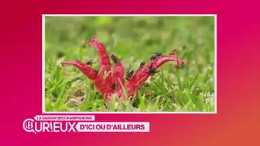 Le champignon le plus bizarre au monde est Australien