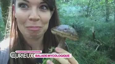 Balade mycologique