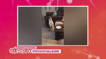 Les chatons bizarres d&#039;Internet