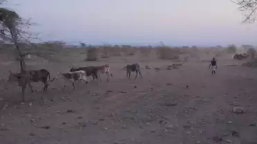 Des animaux du Valais à l&#039;Ethiopie