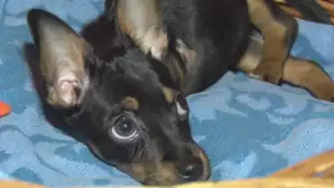 Des aides pour animaux difficiles à placer.