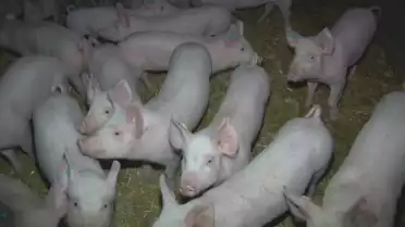 Inspection chez un éleveur de porcs