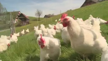 La poule (pondeuse) à double usage