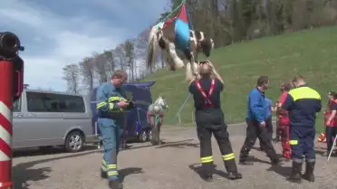 Des cours de sauvetage de grands animaux