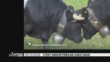 Le Zapping de La Télé