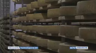 Technologue du lait