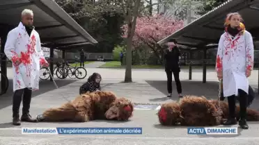 Manifestation pour l&#039;abolition de l&#039;expérimentation animale