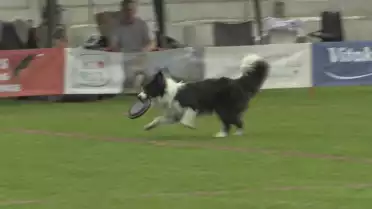 Un sport qui a du chien