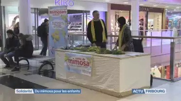 Du mimosa pour les enfants