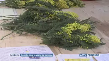 Le mimosa rapporte 70&#039;000 francs