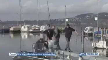 Une nouvelle maison pour les anguilles