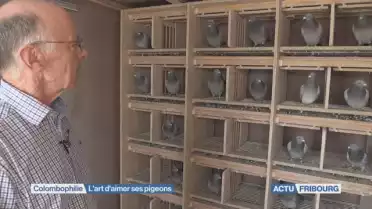 L&#039;art d&#039;aimer ses pigeons
