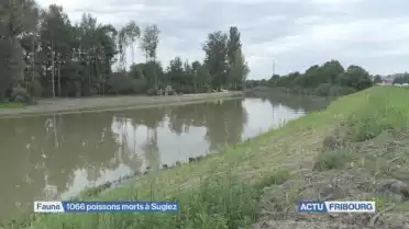 1&#039;066 poissons morts à Sugiez