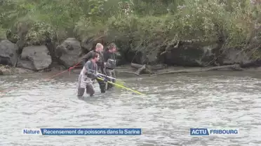 Recensement de poissons dans la Sarine