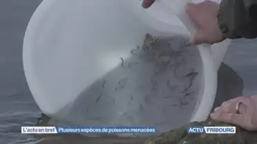 Plusieurs espèces de poissons menacées