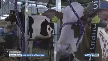 Swiss Expo: les bovins à l&#039;honneur