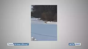 Un loup à Blonay?