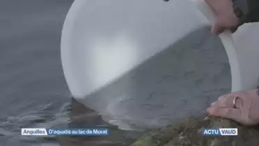 D&#039;aquatis au lac de Morat