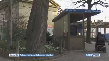 Vevey: arbres menaçants bientôt abattus