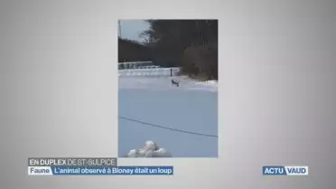 L&#039;animal observé à Blonay était un loup