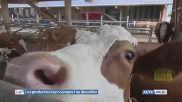 Les producteur de lait encouragés à se diversifier