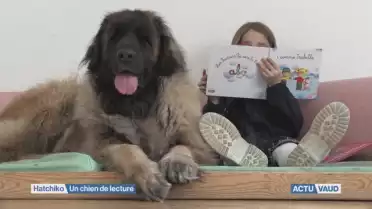 Hatchiko : chien exceptionnel