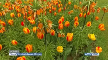 L&#039;actu du vendredi à la fête des tulipes