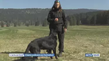 L&#039;école des chiens policiers