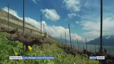 Les cépages rares à l&#039;honneur