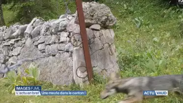 Une meute de loups dans le canton