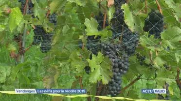 Les défis du millésime 2019
