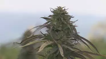 Le cannabis légal, un marché florissant