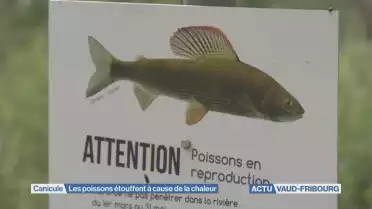Les poissons étouffent à cause de la chaleur