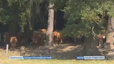 Danger d'incendie de forêt
