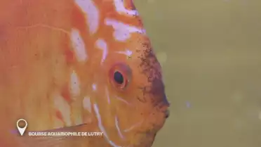 Bourse aquariophile de Lutry
