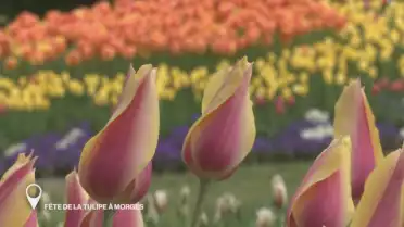 Fête de la tulipe de Morges