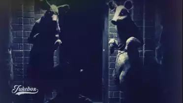 seagulls RITUAL BOOGIE