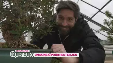 Un bonsaï pour rester zen