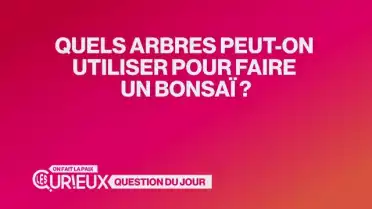 Quels arbres peut-on utiliser pour faire un bonsaï ?