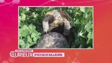 Les animaux qui s'envoient en l'air