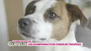 Les championnats de chiens de troupeau