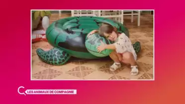 Les Curieux et les animaux
