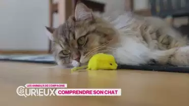 Comprendre son chat