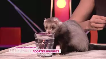 Adopter un furet