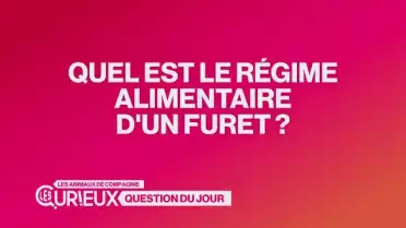 Quel est le régime alimentaire d&#039;un furet ?