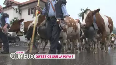 Qu&#039;est ce que la poya?