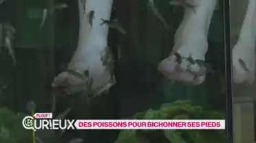 Des poissons pour bichonner ses pieds